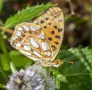 Storplettet perlemorsommerfugl